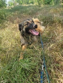 Livia; menschenbezogene Kuschelkönigin - Geilenkirchen