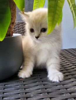 BKH Kitten Tabby Abgabe bis 10.09., 500 EUR - Oberhausen
