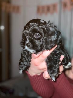 Zwergdoodle Cavapoo Welpen