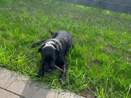 Labrador mischling abzugeben - Rhauderfehn