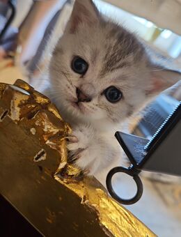 Zuckersüße Reine BKH Kitten - Dorsten