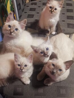 Siam- heilige Birma Baby- Katzen - Nastätten