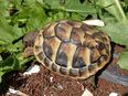 Griechische Landschildkröten in 74321