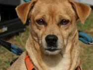 RAYO - niemals auseinander 🐶❤️🐶 - Neudenau