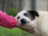 Senior Liko möchte so gerne ein Zuhause - Kallmünz