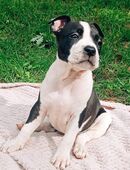 American Bully Welpen in 66802