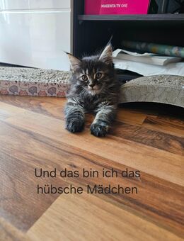 Zuckersüße Maine Coon/ BKH Kitten - Braunschweig