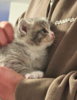 BKH Mix Kitten - Offingen