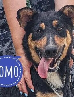 Tomo einer der zum Lachen bringt - Mannheim