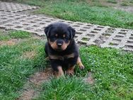 Rottweiler Welpen mit ADRK Ahnentafel - Harzgerode Königerode