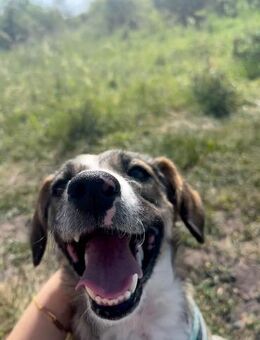 Wer gibt Dale ein neues Zuhause - Dittelbrunn