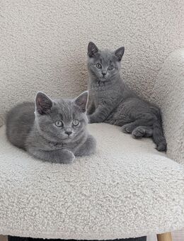 Britische Kurzhaar Kitten , reinrassig - Gummersbach