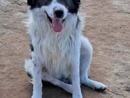 Merano - Familienhund, Katzenlieb - Blankenheim (Nordrhein-Westfalen)