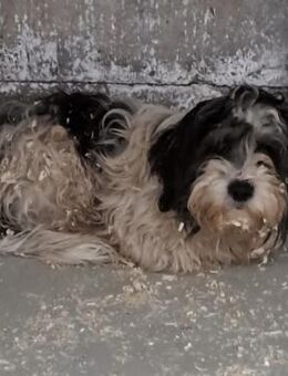 CHEERS WURDE EINFACH VERSCHEUCHT - Nörten-Hardenberg