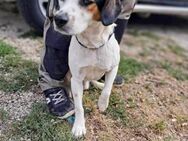 Jacob Beagle-Mix sucht eine Familie - Remagen