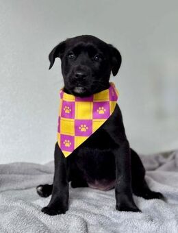 Verspieler Darius - Eichenzell