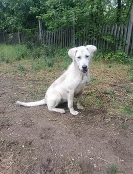 Lucy, taube Hündin sucht ein Zuhause - Berlin