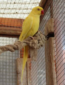 Junge Halsbandsittiche Hahn mit DNA - Erkelenz