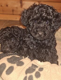 Toypudelwelpen Zwergpudelwelpen Toypudel Zwergpudel, Welpen - liebevoll aufgezogen - Magdeburg