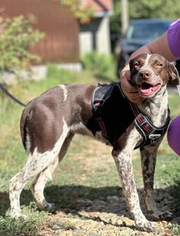 Lora wünscht sich ein Zuhause - Ottweiler