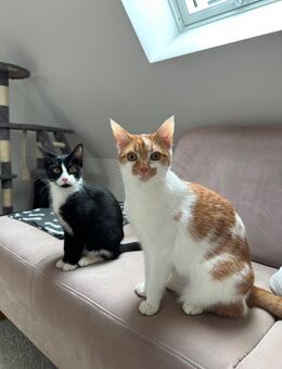 Zwei verschmuste Hauskatzen - Saal (Donau)