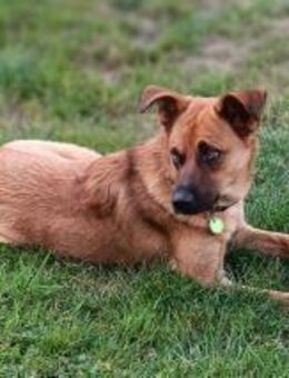 Chica sucht ein Zuhause - Celle