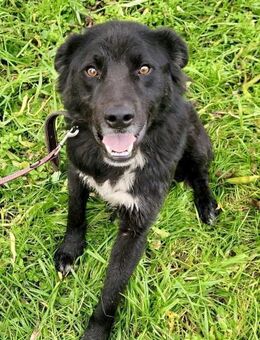 Boris - aufgeschlossen und lieb - Westerholt