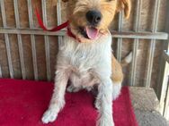 ❤️ superlieber Familienhund FLIP ❤️ - Mamming