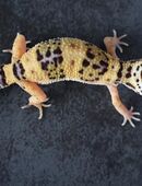 Leopardgecko Männchen Weibchen in 13505