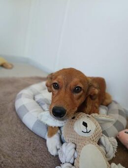 🧡 Süßes Hundemädchen Tess 🐾 - Eislingen (Fils)