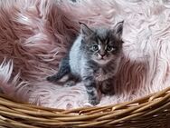 Maine Coon kitten - Plüschow