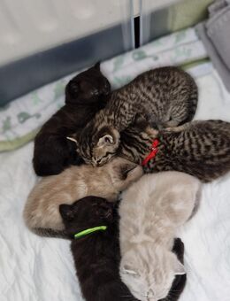 Reinrassige BKH Kitten in SONDERFARBEN - Stuttgart