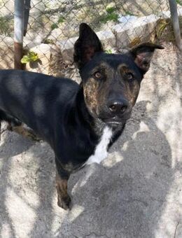 Cafe möchte gerne sein Leben genießen - Laatzen