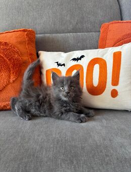 Maine coon Babys ab mitte /Ende September Auszugsbereit - Dortmund