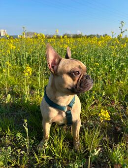 Französische Bulldogge zu verkaufen - Rostock Lütten Klein