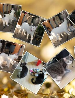 Katzensitting / Tierbetreuung Innenstadt Fürth - Fürth Zentrum