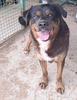 Ralph Fröhlicher Herzenshund - Obertshausen