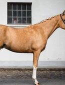 Reinrassiges Spanisches Pferd – ANDALUSIER – PRE in 01067