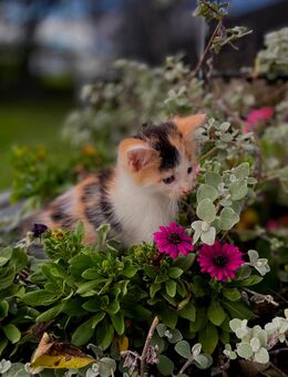 Süße Kätzchen zu verkaufen - Sinsheim Zentrum