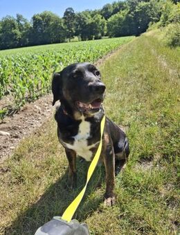Leo sucht erfahrenes Zuhause - Freilassing