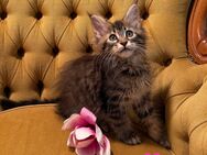 4 Maine Coon Mädchen bereit zum Umzug - Wetterzeube