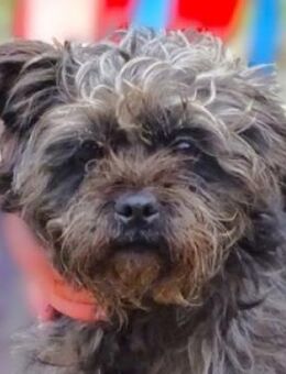 Wer schenkt GINA ein besseres Leben? - Gefrees