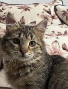 Purrminator in Bulgarien - Ingolstadt