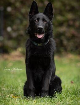 schwarzer Schäferhund Rüde - Sundern (Sauerland)