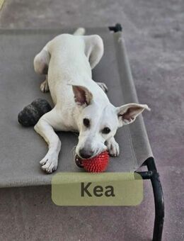 KEA, w., kastr., Mischling, ca. 48 cm - Sipplingen