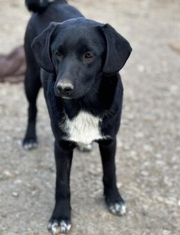 goldige Mäusi sucht ihre Menschen - Celle