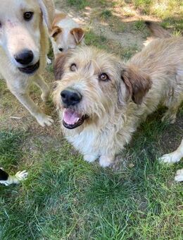 Lockman, kluger Beobachter mit Charakter - Berlin