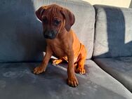 Rhodesian Ridgeback Welpen - Kassel