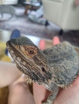 Bartagame suchen neues Zuhause - Konz
