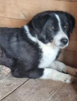 Ängstl. FELIX sucht liebevolles Zuhause - Neuberg